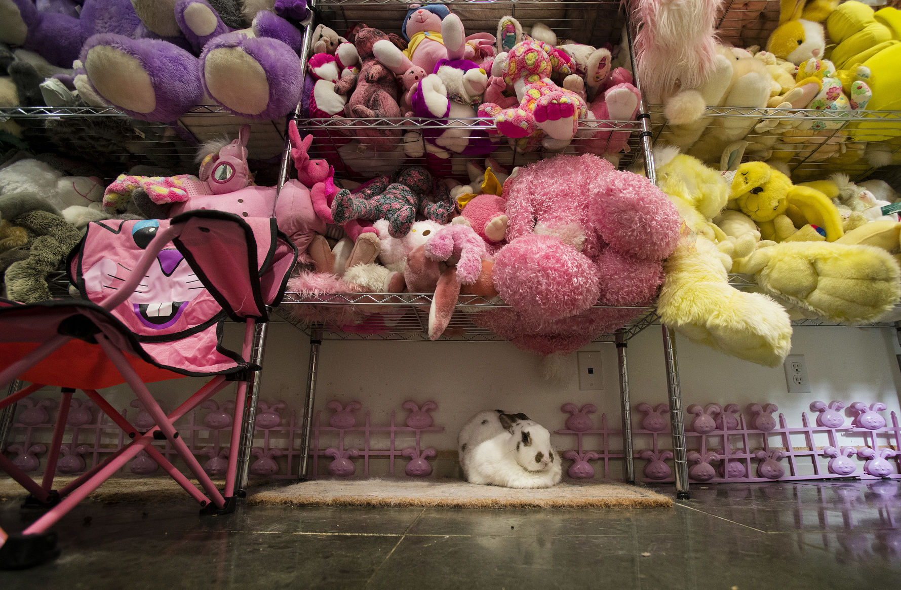 Live bunny among toy ones